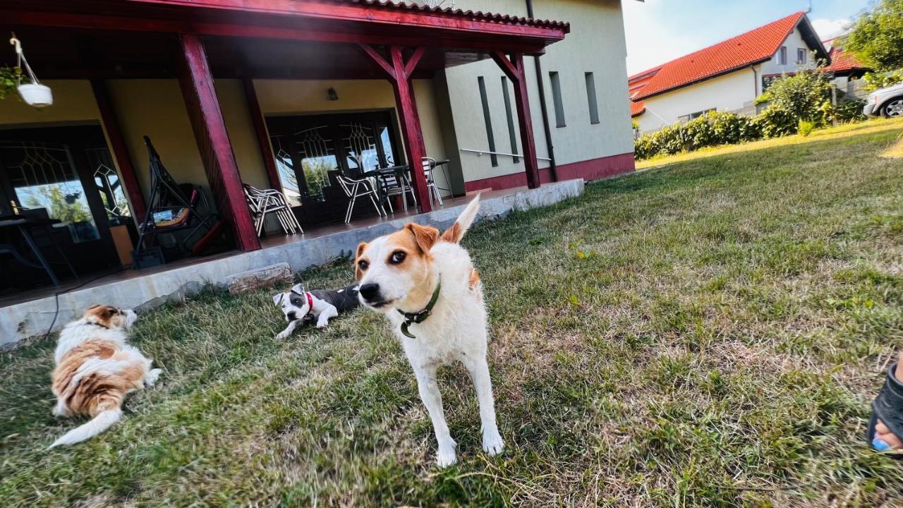 Casa Vio Villa Timişoara Buitenkant foto
